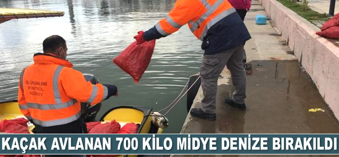 Kaçak avlanan 700 kilogram kum midyesi denize bırakıldı
