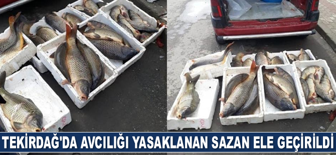 Tekirdağ'da avcılığı yasaklanan sazan ele geçirildi
