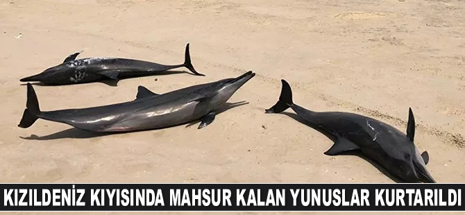 Kızıldeniz kıyısında mahsur kalan 40 adet yunus kurtarıldı