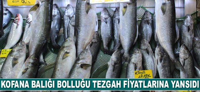 Kofana balığı bolluğu tezgah fiyatlarına yansıdı