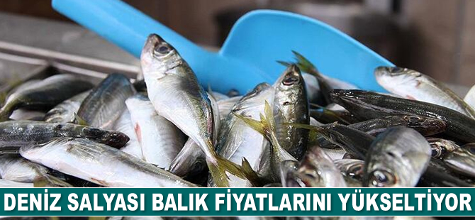 Deniz salyası tezgahlardaki balık fiyatlarını yükseltiyor