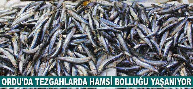 Ordu’da tezgahlarda hamsi bolluğu yaşanıyor