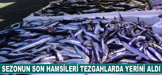 Sezonun son hamsileri tezgahlarda yerini aldı