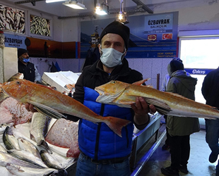 Karadeniz'de kırlangıç ve kalkan balığı bereketi yaşanıyor