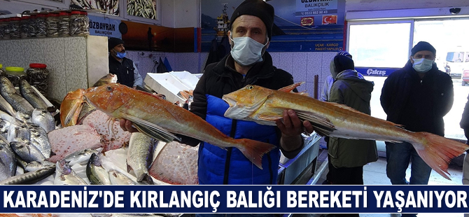 Karadeniz'de kırlangıç ve kalkan balığı bereketi yaşanıyor