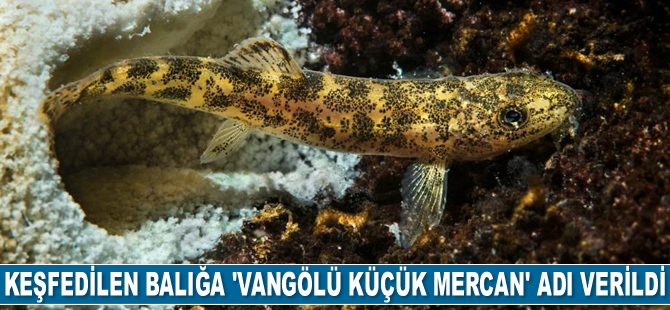 Van Gölü’nde keşfedilen balığa ‘Vangölü Küçük Mercan’ adı verildi