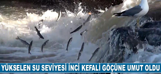 Yükselen su seviyesi inci kefali göçüne umut oldu