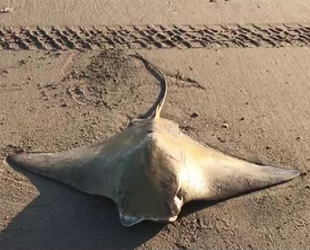 Karataş’ta sahilde mandabaş vatoz bulundu