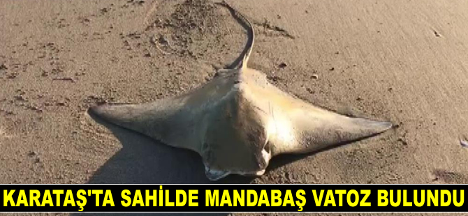 Karataş’ta sahilde mandabaş vatoz bulundu