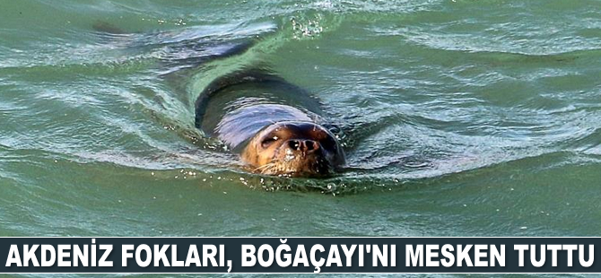 Akdeniz fokları, Boğaçayı’nı mesken tuttu