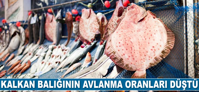 Kalkan balığının avlanma oranları son yıllarda düştü
