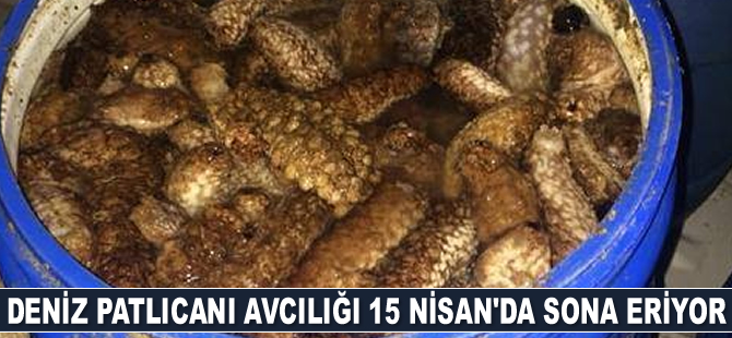 Deniz patlıcanı avcılığı 15 Nisan’da sona eriyor