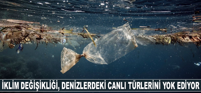 İklim değişikliği ve çevre kirliliği, denizlerdeki canlı türlerini yok ediyor