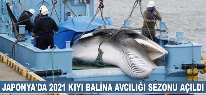 Japonya'da 2021 kıyı balina avcılığı sezonu açıldı
