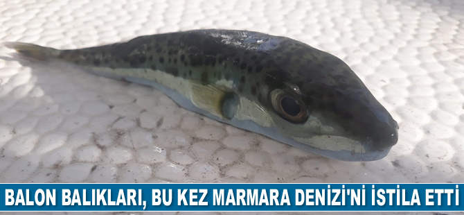 Balon balıkları, Marmara Denizi’ni istila etti