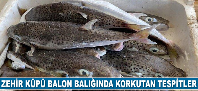 Balon balıkları, Akdeniz ve Ege’de büyük tehlike oluşturuyor