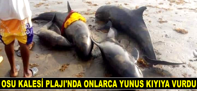 Gana'da onlarca yunus kıyıya vurdu