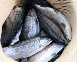 Fırat Nehri’nden 54 ülkeye somon ihracatı gerçekleştiriliyor