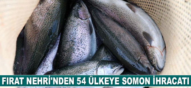 Fırat Nehri’nden 54 ülkeye somon ihracatı gerçekleştiriliyor