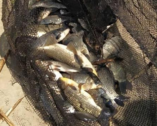 Söke’de iç sularda yasak balık avı denetimleri sürüyor