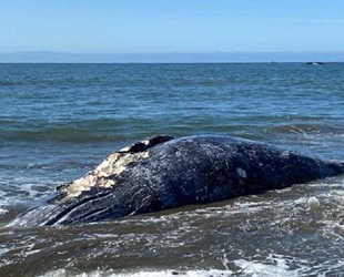 ABD'de 8 gün içinde 4 adet gri balina ölüsü bulundu