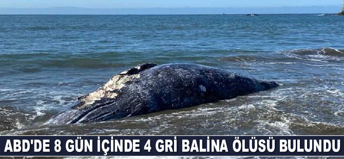 ABD'de 8 gün içinde 4 adet gri balina ölüsü bulundu