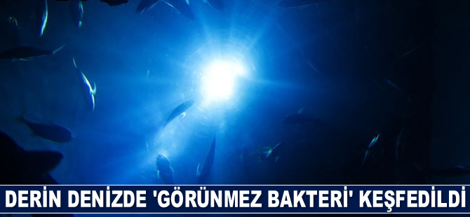 Derin denizde 'görünmez bakteri' keşfedildi