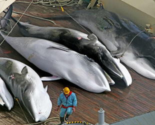 Japonya, 120 adet minke balina avlamayı hedefliyor