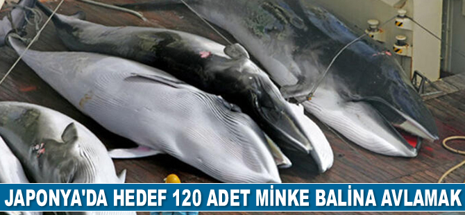 Japonya, 120 adet minke balina avlamayı hedefliyor
