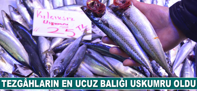Tezgâhların en ucuz balığı uskumru oldu