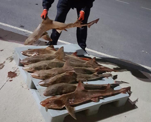 Yasa dışı avlanan köpekbalıklarına el konuldu