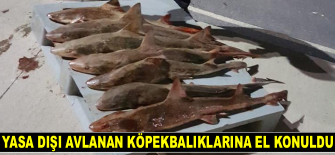 Yasa dışı avlanan köpekbalıklarına el konuldu