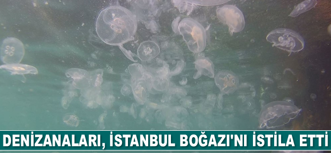 Denizanaları, İstanbul Boğazı’nı istila etti