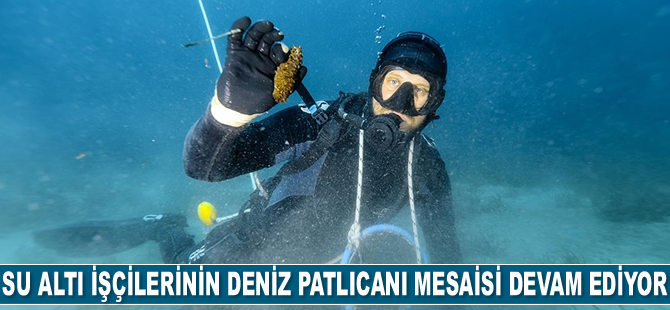 Su altı işçilerinin deniz patlıcanı mesaisi devam ediyor