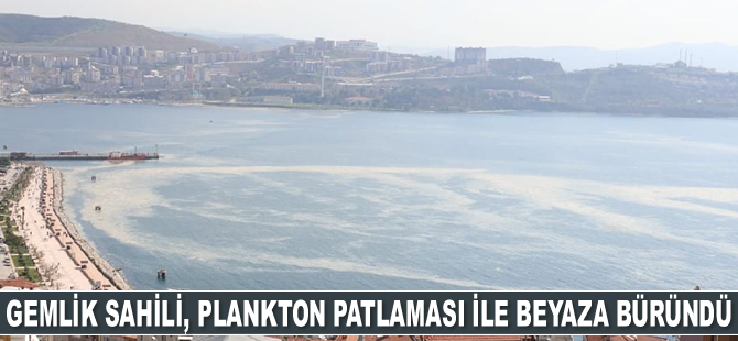 Gemlik sahili, plankton patlaması ile beyaza büründü