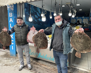 Karadeniz’de kalkan balığı bereketi yaşanıyor