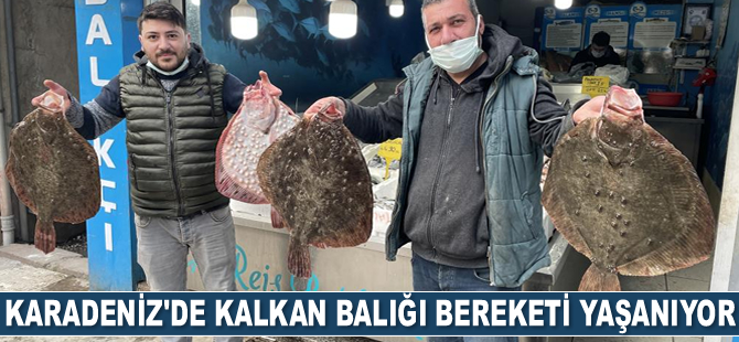 Karadeniz’de kalkan balığı bereketi yaşanıyor