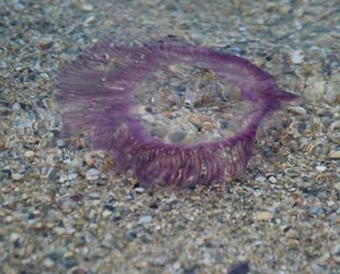 Kuşadası'nda ölü denizanaları kıyıya vurdu