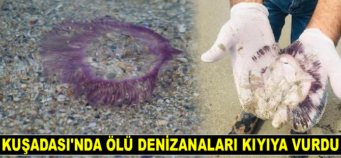 Kuşadası'nda ölü denizanaları kıyıya vurdu