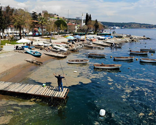 Deniz yüzeyini kaplayan plankton patlaması, balıkçı ağlarına zarar verdi