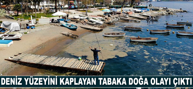 Deniz yüzeyini kaplayan plankton patlaması, balıkçı ağlarına zarar verdi