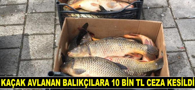 Bursa'da kaçak avlanan balıkçılara 10 bin TL ceza kesildi