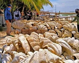 Filipinler'de 25 milyon dolar değerinde yasa dışı midye kabukları ele geçirildi