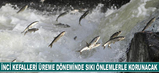 Van Gölü'ndeki inci kefalleri üreme döneminde sıkı önlemlerle korunacak