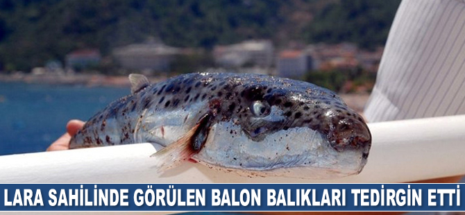Lara sahilinde görülen zehirli balon balıkları tedirgin etti