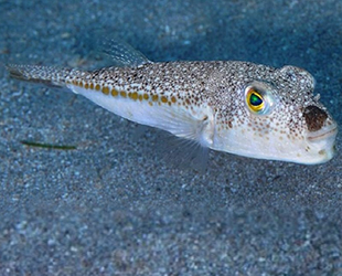 15 yıldır balon balığı popülasyonunun artışı hızla devam ediyor