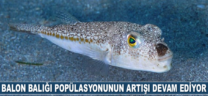 15 yıldır balon balığı popülasyonunun artışı hızla devam ediyor