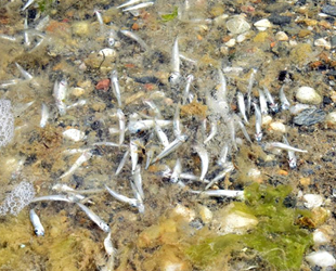 Kum Adası’ndaki balık ölümleri tedirgin etti