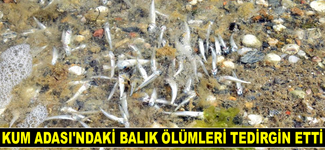 Kum Adası’ndaki balık ölümleri tedirgin etti