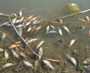 Sulugöl Göleti’nde yüzlerce ölü balık kıyıya vurdu